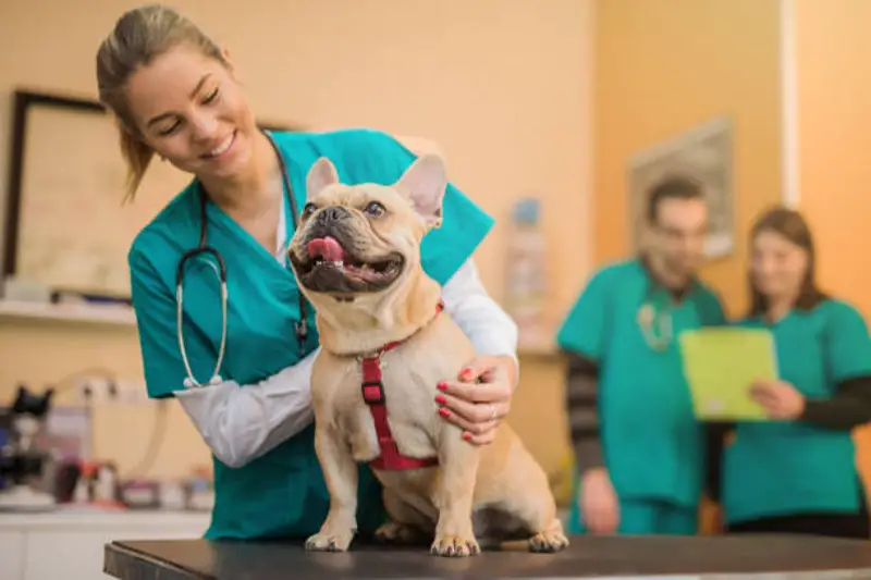 Animal Mutual Insurance: ¿Debería contratar un seguro médico para su mascota?