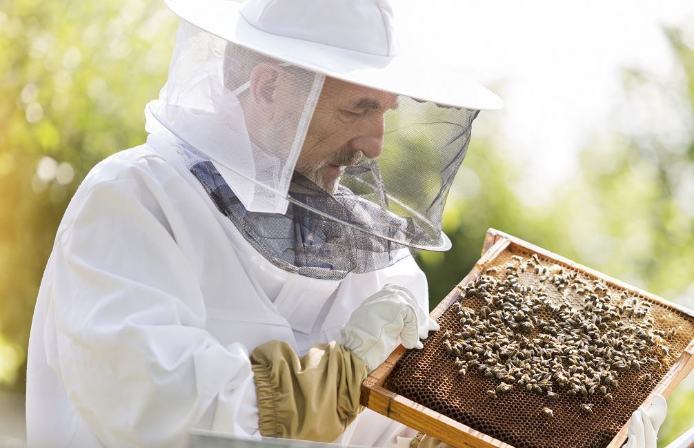 Descripción del puesto: ¿Cómo convertirse en apicultor?