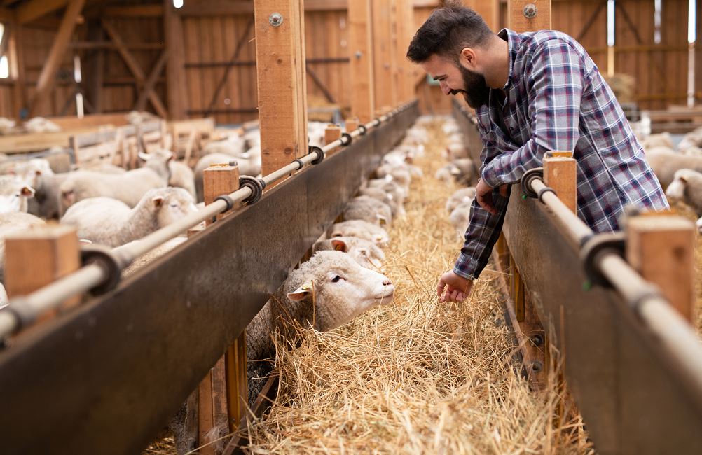 Descripción del puesto: ¿Cómo convertirse en criador?