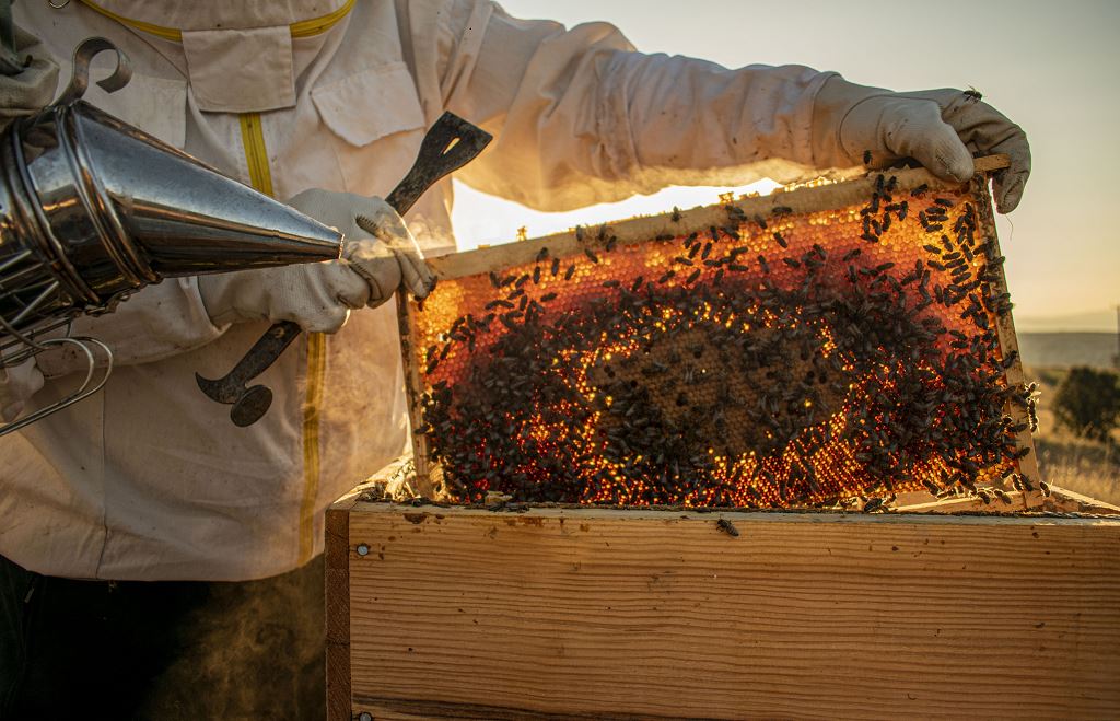 ¿Cómo te conviertes en apicultor?