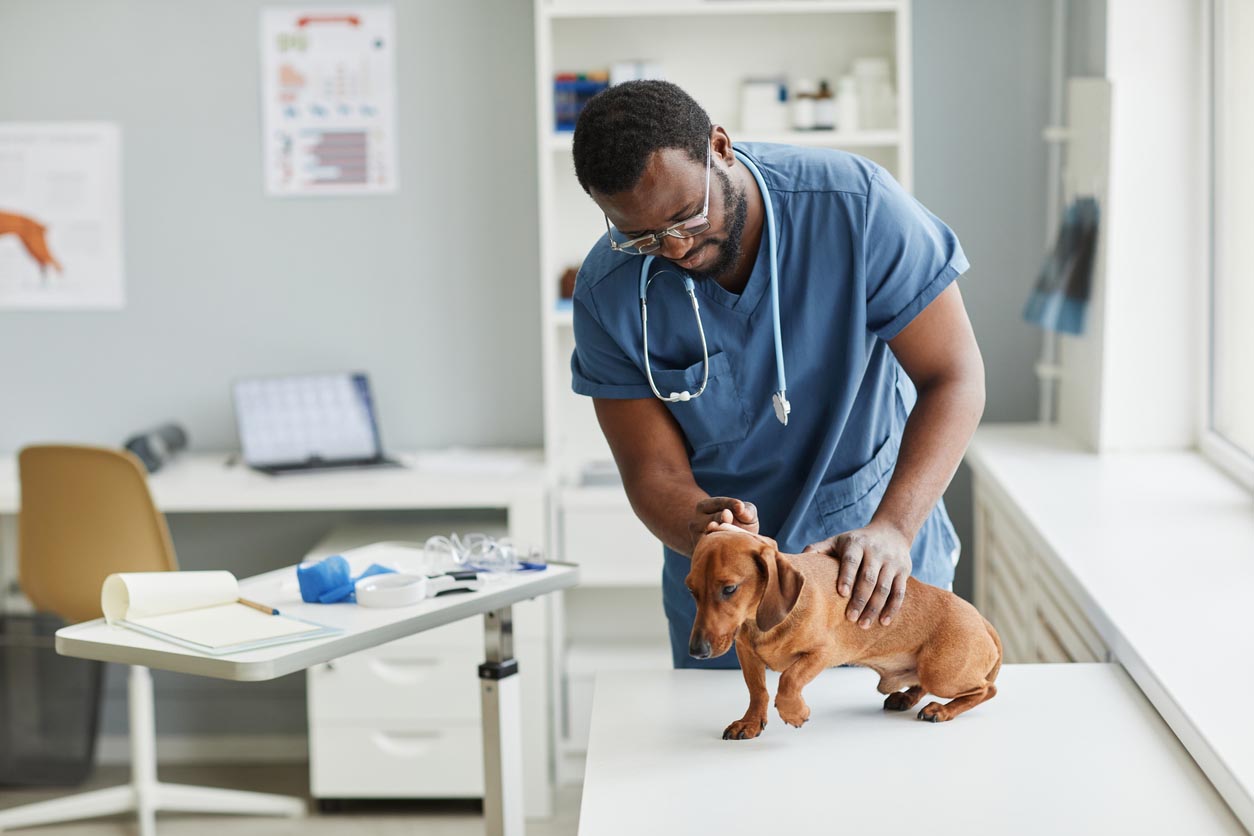 ¿Cómo te conviertes en veterinario?