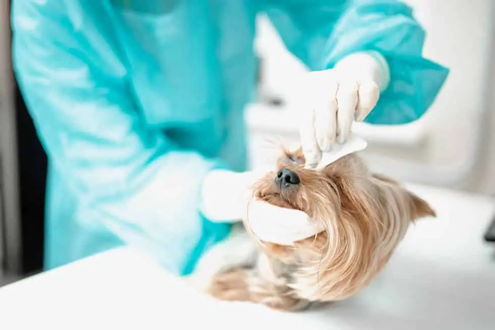 Seguro para mascotas: garantías imprescindibles