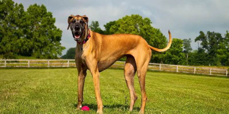 Seguro para mascotas: ¿qué beneficios están disponibles?