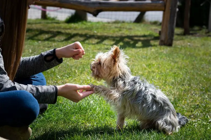 Seguro para perros Yorkshire: lo que necesitas saber para asegurar a tu pequeño compañero